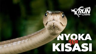 Koboko Black Mamba Nyoka Hatari Duniani Mwenye Roho Ya Kisasi Na Kisirani