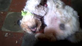 Perro Samir Gracioso