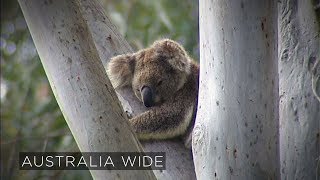 Koalas Face Extinction Within 50 Years