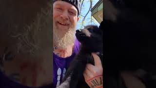 Huge 6Wk Lycan Shepherd Puppies