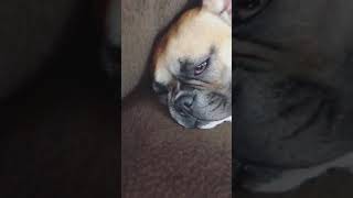 Very sad puppy