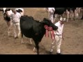 Canadian National Holstein Show - Sr. 2-Year-Olds