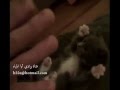 دلع السعودية و دلع الروسية