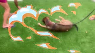 Sniper Antonio D Staffy Ang Kulit Tricks