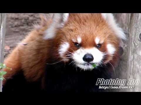 Red Panda 2009 健健18歳 その1@八木山Zoo