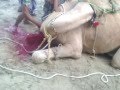 Camel qurbani of Unth - Mubarakpur Azamgarh