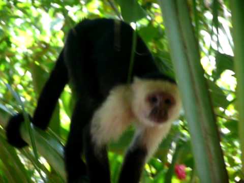 White Faced Capuchin's in
