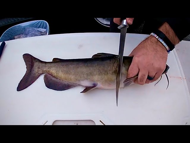 Watch How to Fillet (Clean) a Catfish on YouTube.