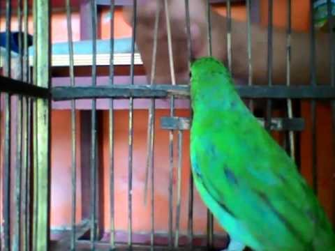 VIDEO : kicau burung cucak ijo atau murai daun betina -  ...