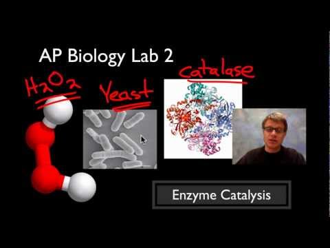 lab 2 enzyme catalysis essay Free and custom essays at essaypediacom take a look at written paper - ap laboratory : enzyme catalysis. lab 2 enzyme catalysis essay Free and custom essays at essaypediacom take a look at written paper - ap laboratory : enzyme catalysis.