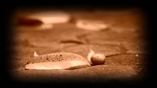 Watch Michael Cretu Zinnsoldat video