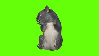 Green Screen Chroma Key Animal 4K Koala Bear