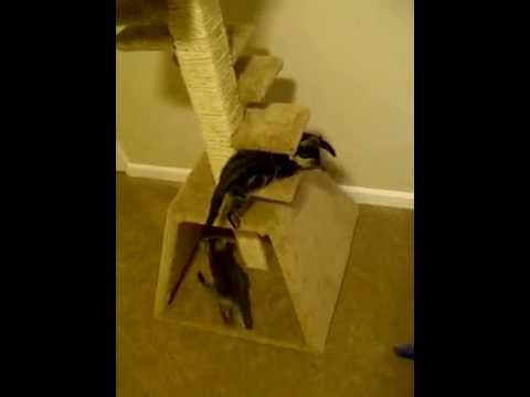 Kittens Playing With Tower