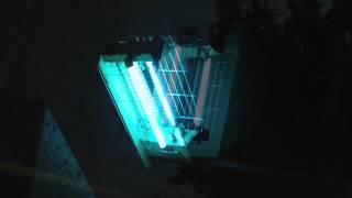 Bug Fireworks