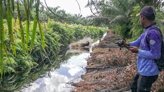 Parit Kecil Dikuasai Ikan Toman Usil