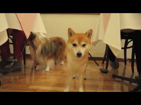 Cute is Not Enough | Funny Cats and Dogs Compilation | Pet Center p16