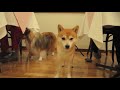 Cute is Not Enough | Funny Cats and Dogs Compilation | Pet Center p16