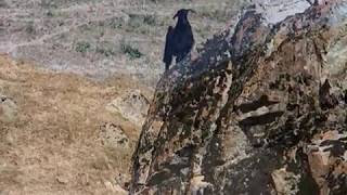 Видео Янгиабад. Ущелье реки Чилтен. Узбекистан. Фильм Каменского А.В. от Александр Васильевич Каменский, Янгиабад, Узбекистан