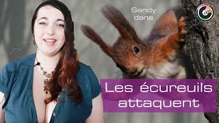 Les écureuils attaquent : le JDR