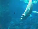 Beluga Whale Ballet 1