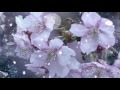 「純恋花」　syunさん masumiさんとコラボ♪