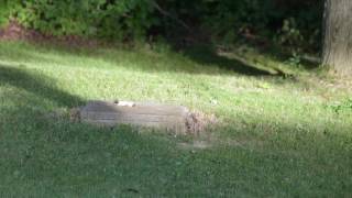 Chipmunk Fight