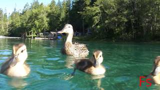 Ducks Playing In Water Must Watch Ducks Playing In Water Must Watch
