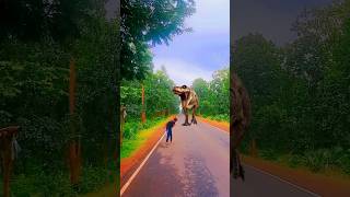 ওও Dinoasur
