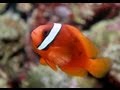 Amphiprion frenatus - Tomato clownfish - Клоун Томатный