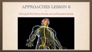 A-Level Psychology Aqa Biopsychology Lesson 1 - The Nervous And Endocrine System 1