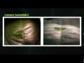 Physics of Life - Keeping a Dry Leaf