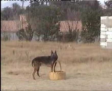 berger malinois au maroc ( www.chien-dressage.c.la ) - YouTube berger malinois au maroc ( www.chien-dressage.c.la ) - YouTube