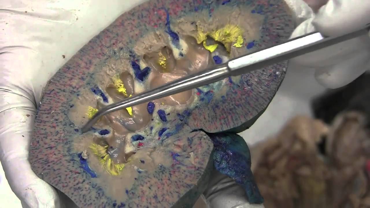 pig kidney dissection - YouTube