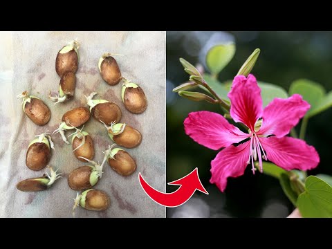 Cách trồng hoa ban đỏ từ hạt nảy mầm sau 5 ngày