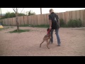Phendi Obedience Fun- Sublime Canine Tucson Dog Training
