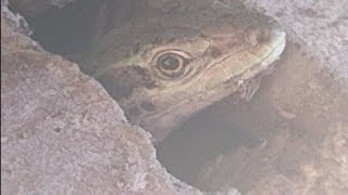 Insane Close Up Shot Of A Lizard!