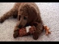 Shammy Mae - Red Standard Poodle Pup