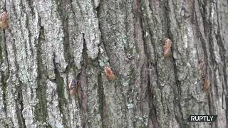 USA: Cicadas emerge after 17 years to take over DC