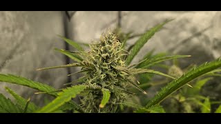 Kiwi Lime 1 And Beary Berry Punch - Day 66