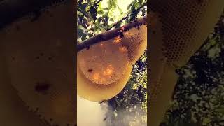 Honey Hunting Dugos O Purot Putyukan