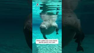Why Manatees Love Hugging Humans