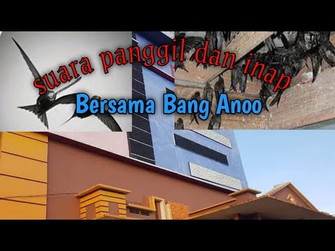 Suara panggil inap walet supaya datang dan menetap P1 || Full 1 jam proyek Bang Anoo