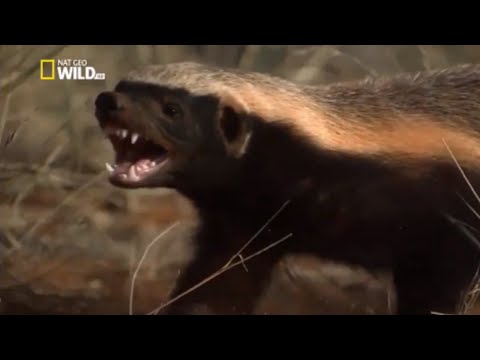 สารคดี ฮันนีแบดเจอร์ (Honey badger) สัตว์นักล่าที่น่าสนใจ (ซับไทย) National Geographic Documentary
