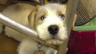 Arizona Small Dog Rescue saves dogs from SB e-list