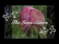 The Lotos-Eaters written by Lord Alfred Tennyson
