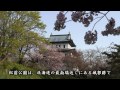 松前公園 （松前城）の桜