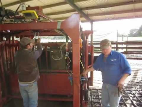 Inducting Cattle