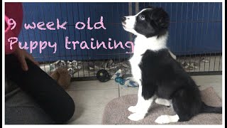 Download lagu Training a 9 week old Border collie puppy basic obedience