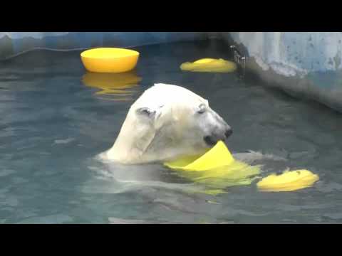 釧路市動物園のホッキョクグマ（クルミとツヨシ）