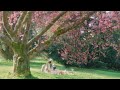 [Playlist] Acoustic Music To Start Your Day | Lovely Spring🌸🌸🌸